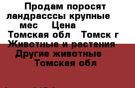 Продам поросят,ландрасссы,крупные,1.5 мес. › Цена ­ 3 000 - Томская обл., Томск г. Животные и растения » Другие животные   . Томская обл.